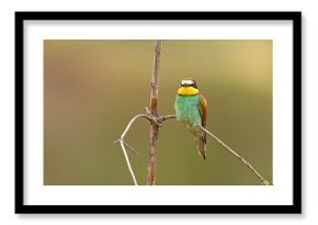 Żołna (Merops apiaster)