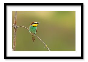 Żołna (Merops apiaster)