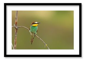 Żołna (Merops apiaster)