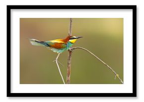 Żołna (Merops apiaster)