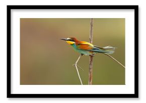Żołna (Merops apiaster)
