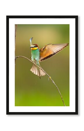 Żołna (Merops apiaster)