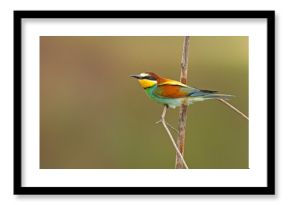 Żołna (Merops apiaster)