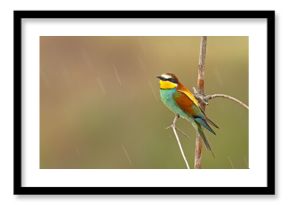 Żołna (Merops apiaster)