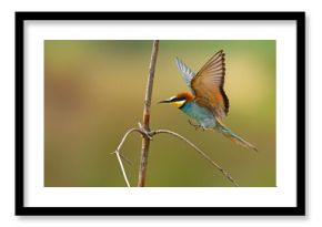 Żołna (Merops apiaster)