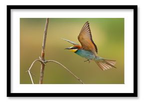 Żołna (Merops apiaster)