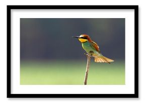 Żołna (Merops apiaster)