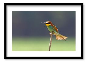 Żołna (Merops apiaster)