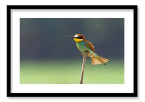 Żołna (Merops apiaster)