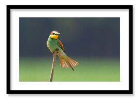 Żołna (Merops apiaster)