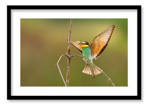 Żołna (Merops apiaster)