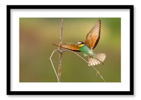 Żołna (Merops apiaster)