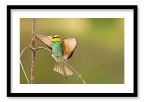 Żołna (Merops apiaster)