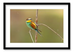 Żołna (Merops apiaster)