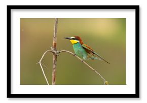 Żołna (Merops apiaster)