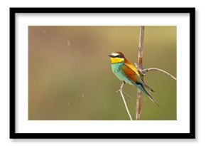 Żołna (Merops apiaster)