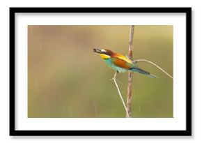Żołna (Merops apiaster)
