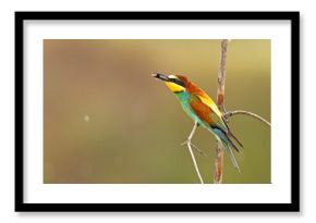 Żołna (Merops apiaster)