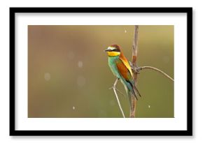 Żołna (Merops apiaster)