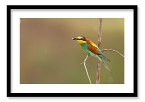 Żołna (Merops apiaster)