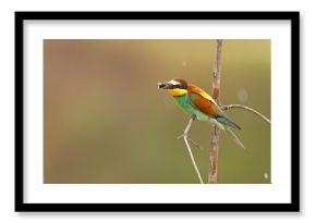 Żołna (Merops apiaster)