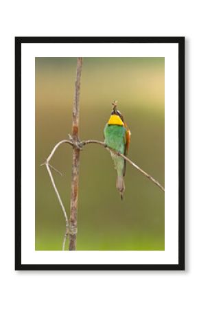Żołna (Merops apiaster)
