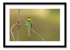 Żołna (Merops apiaster)