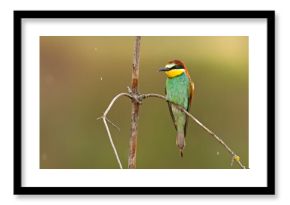 Żołna (Merops apiaster)