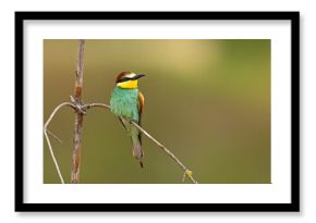 Żołna (Merops apiaster)