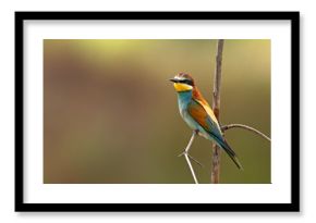 Żołna (Merops apiaster)