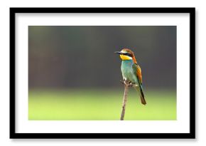 Żołna (Merops apiaster)