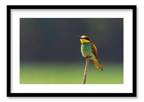 Żołna (Merops apiaster)