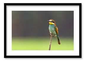 Żołna (Merops apiaster)