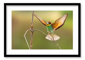 Żołna (Merops apiaster)