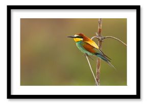 Żołna (Merops apiaster)