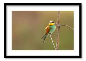 Żołna (Merops apiaster)