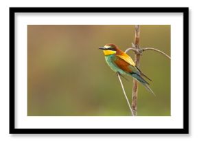 Żołna (Merops apiaster)