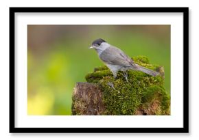 Kapturka (Sylvia atricapilla) 