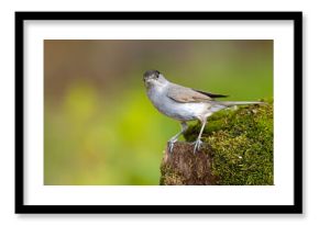 Kapturka (Sylvia atricapilla) 