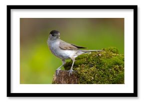 Kapturka (Sylvia atricapilla) 
