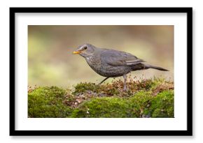 kos (Turdus merula)