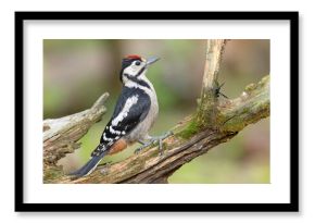 Dzięcioł duży (Dendrocopos major)