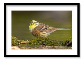 Trznadel (Emberiza citrinella)