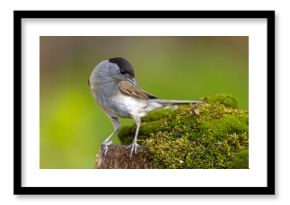 Kapturka (Sylvia atricapilla) 