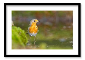 Rudzik (Erithacus rubecula) 