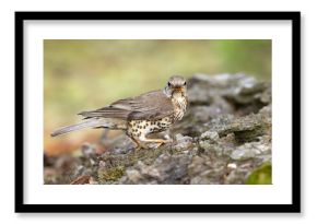 paszkot (Turdus viscivorus)