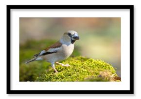 Grubodziób (Coccothraustes coccothraustes)
