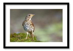 śpiewak (Turdus philomelos)