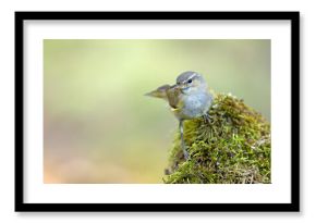 Piecuszek (Phylloscopus trochilus)