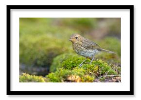 Rudzik (Erithacus rubecula) 